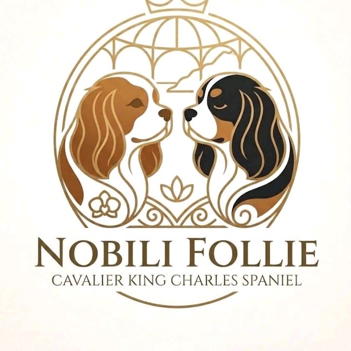 Nobili Follie Cavalier King