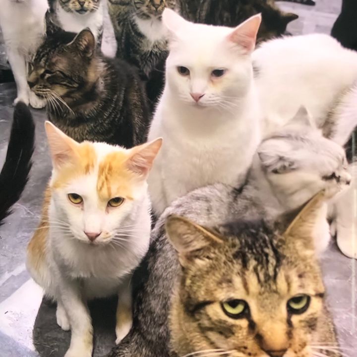 Cat Diary