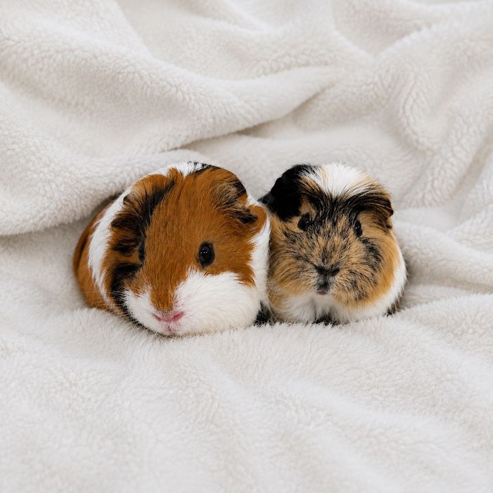 Ginge & Peanut