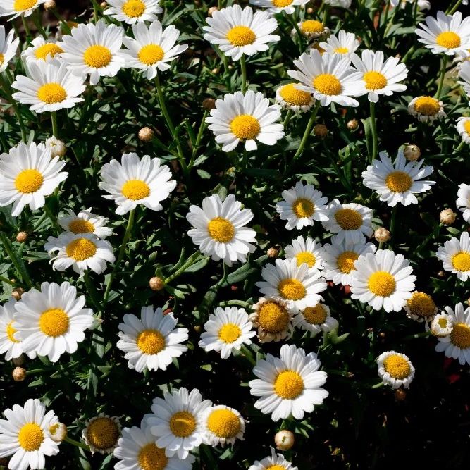 daisy.dreams_