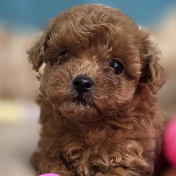 Chanel la barboncina dolce