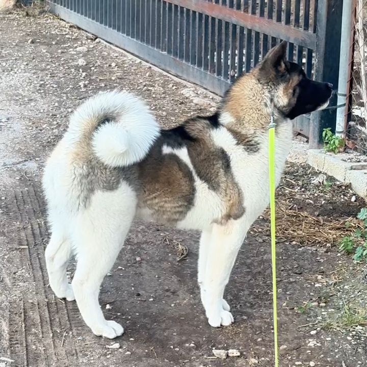 SENTOKI AKITAS
