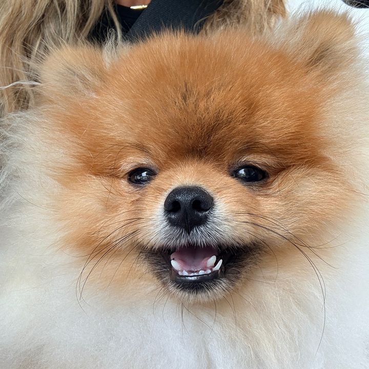 Miko the Pom