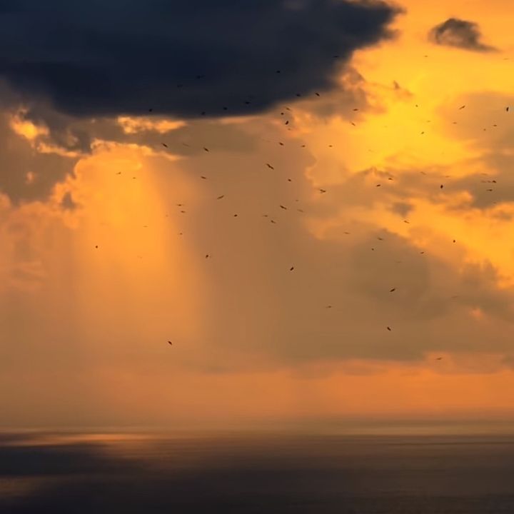 amandaalfaro829