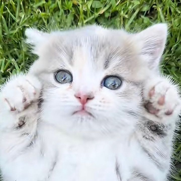 しゅら