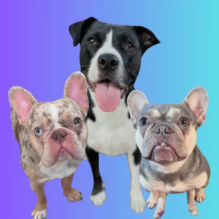 Two Frenchies and a Staff