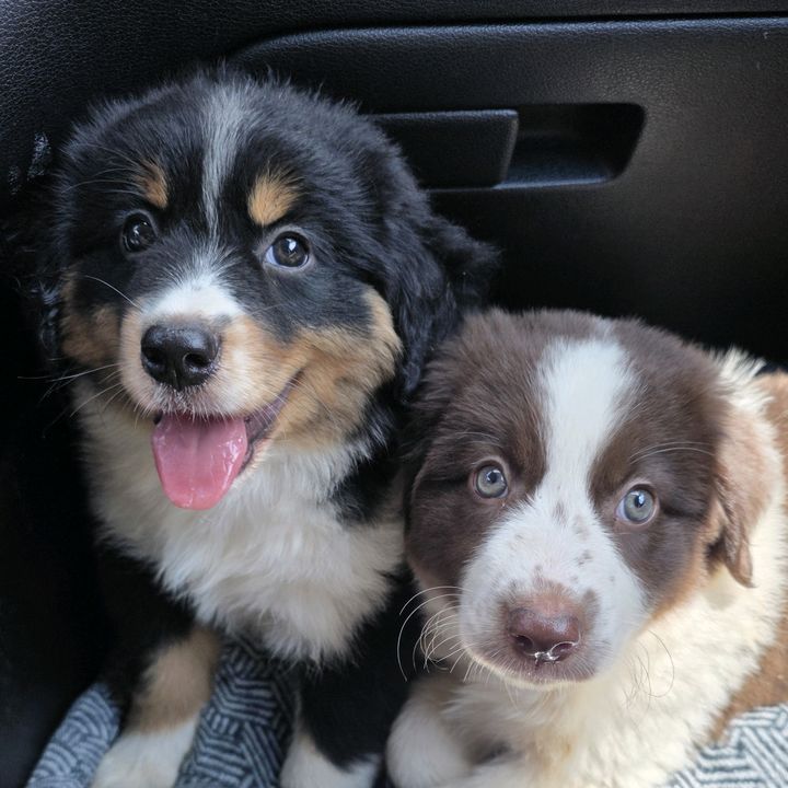 Marli And Maple