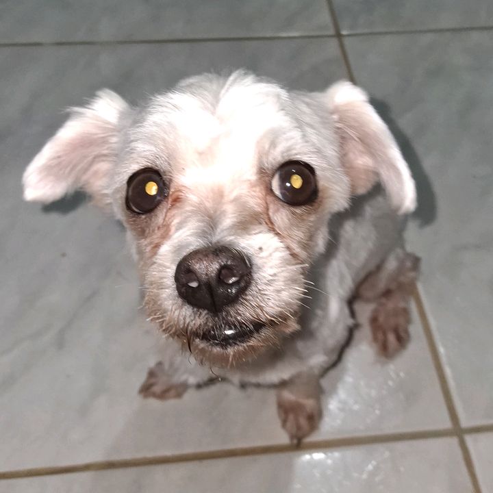 Vakinha helena