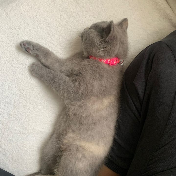 Molí 🎀