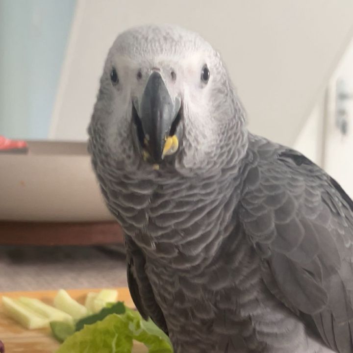 PIETRO🦜⚪️ Ⓜ️
