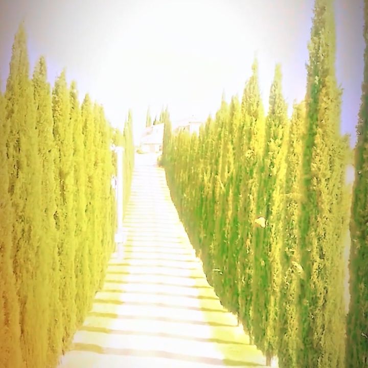 LanglitzHoffee96