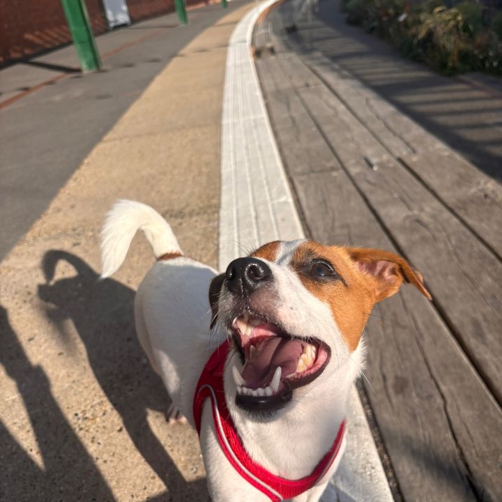 Maximus_TheJack
