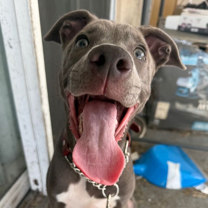 Koda the bully