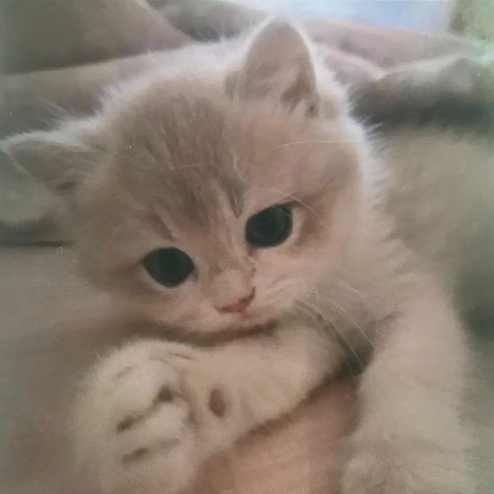 laila087087