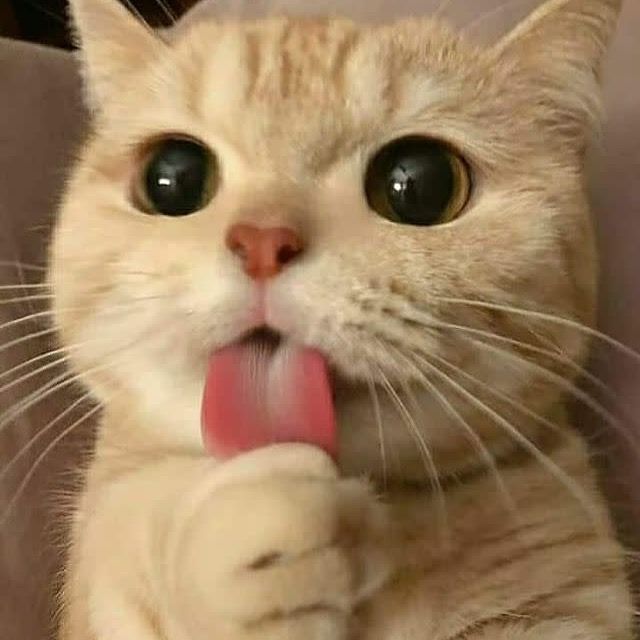 Coooop