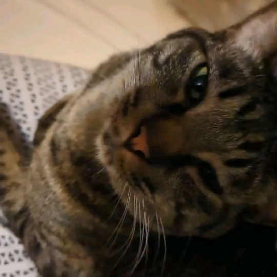保護猫タラちゃんねる【その2】