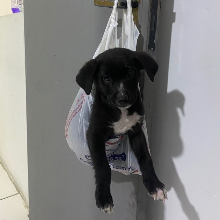 Ajude o Billy
