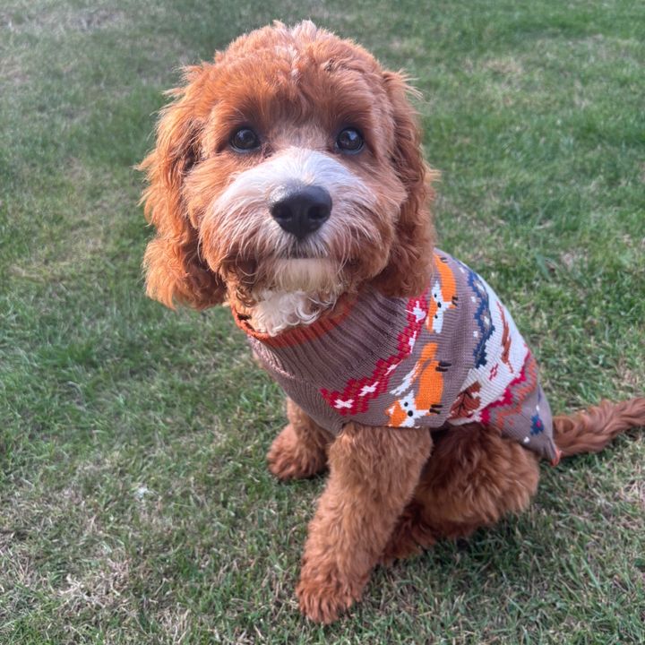 Enzo The Cavapoo 🩵