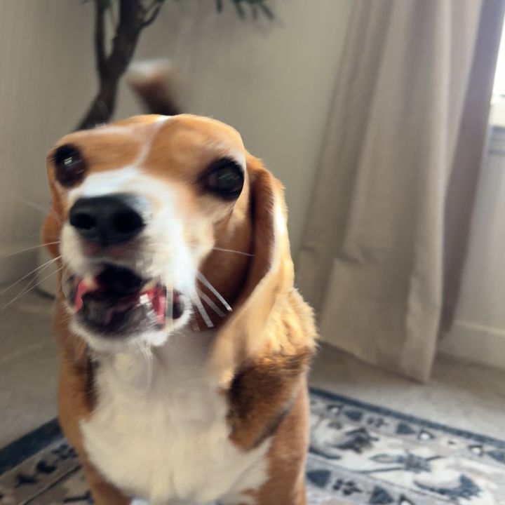 ragebaitdogo
