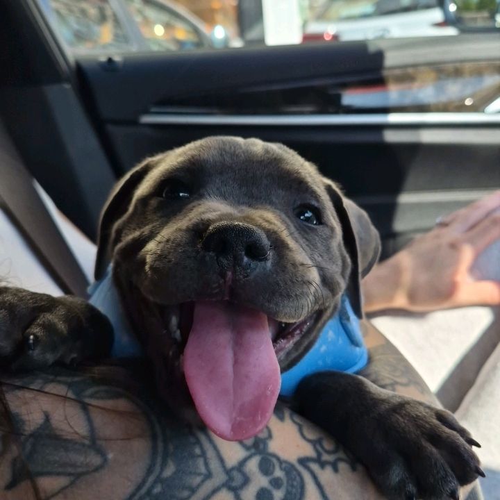 Spud the Blue Staffy 🐾