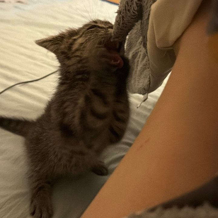 nami 🐈