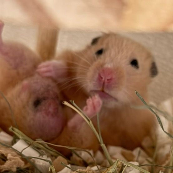 食うか