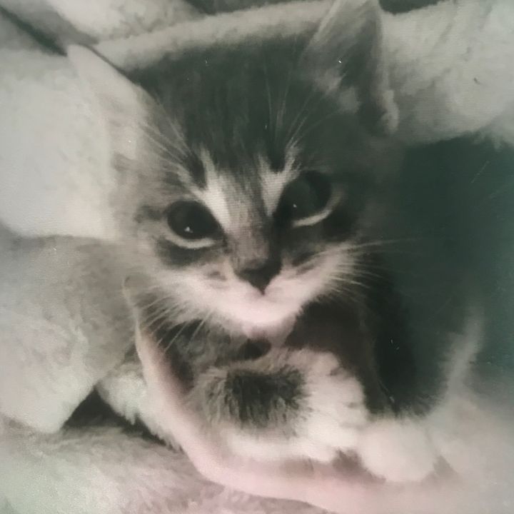 lily