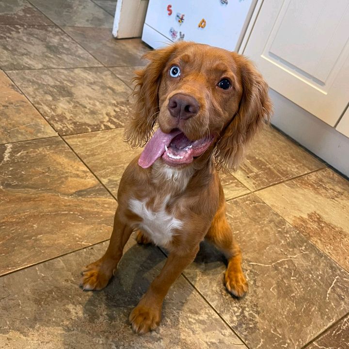 Reggie the Spaniel