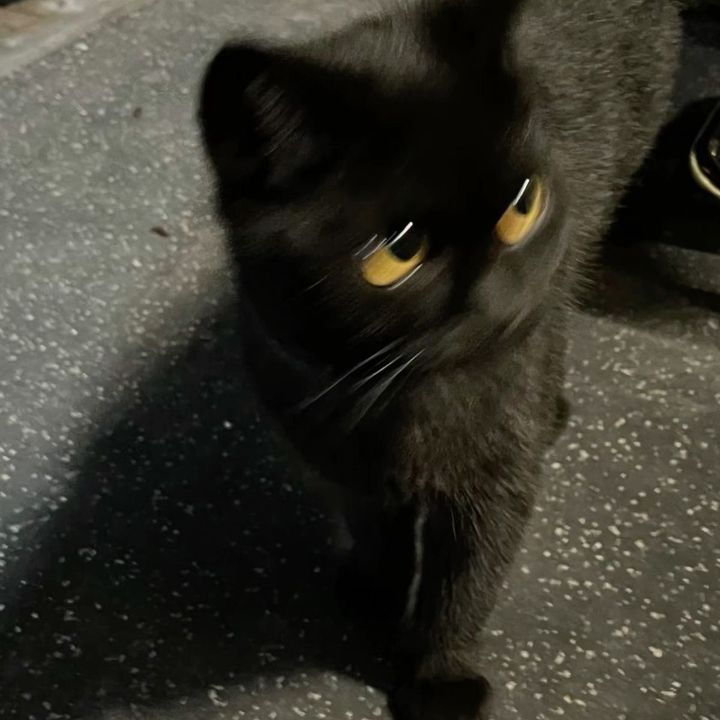 🐱