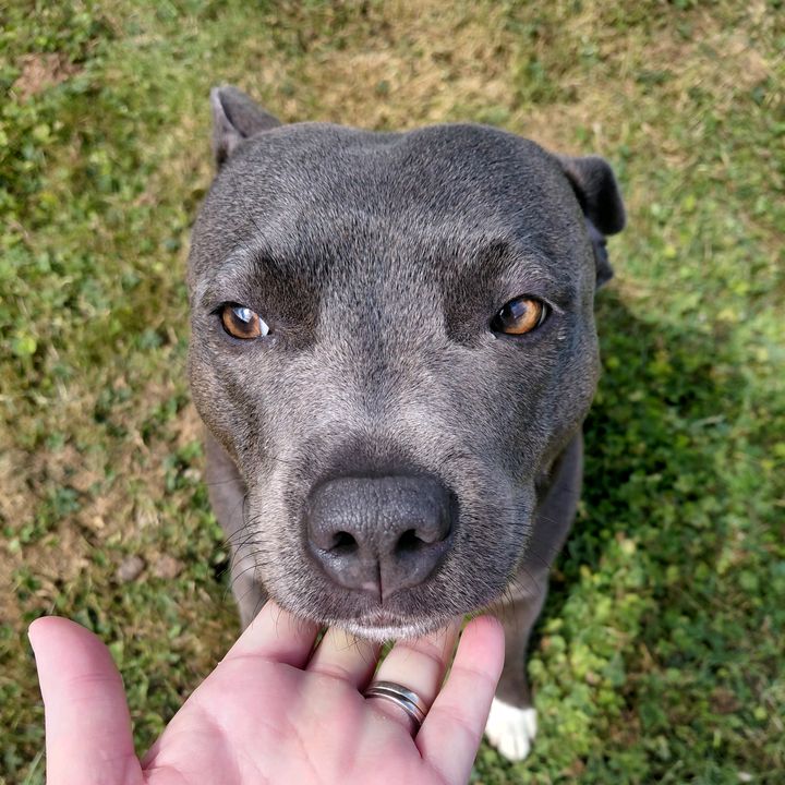 Poga the staffy