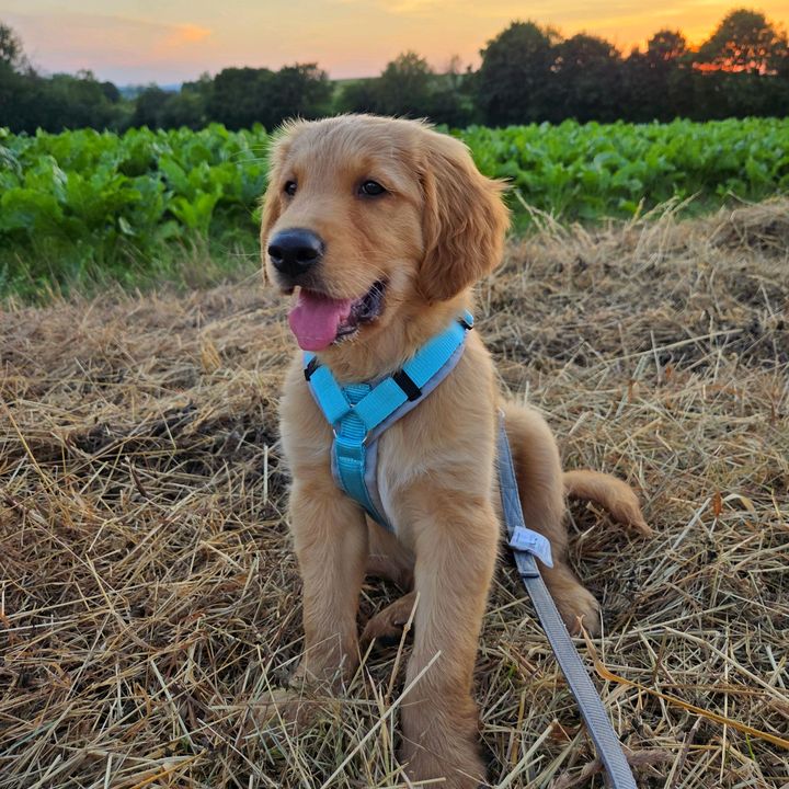 Monty | Field Golden Retriever