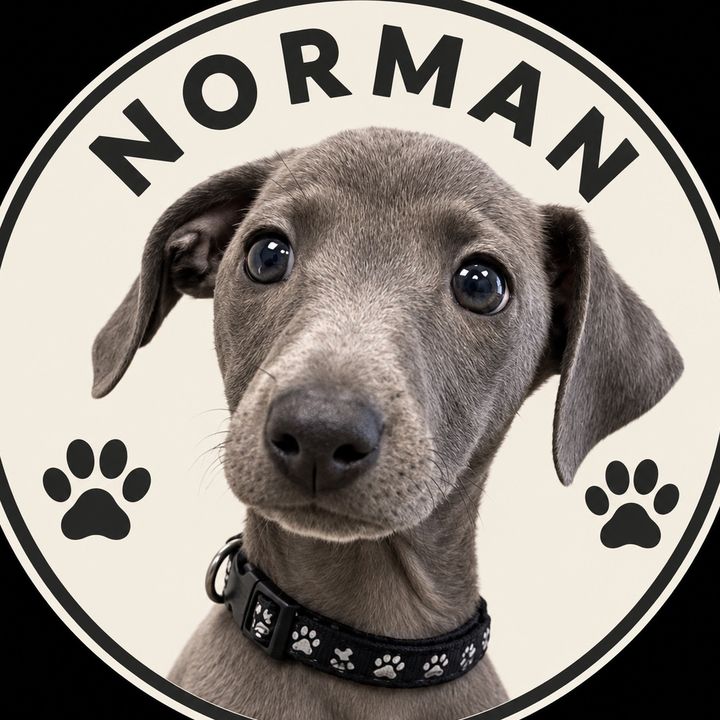 Norman | Italian Greyhound
