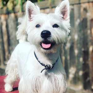 Maxi the Westie🐾