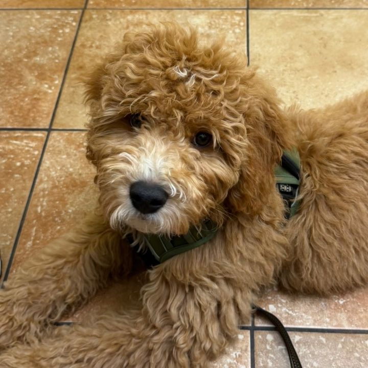 LukaTheDoodle