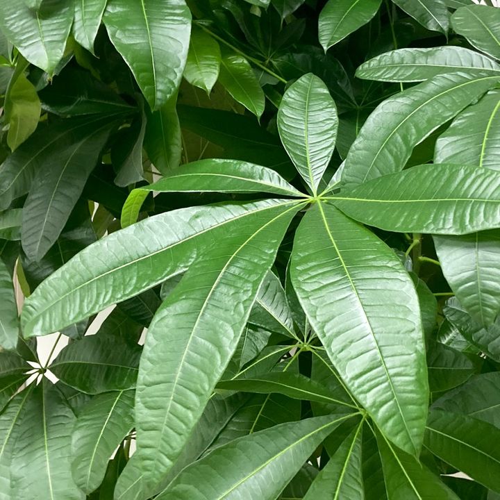 nguynqunhlam073