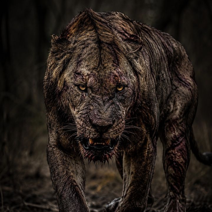 LadoSalvaje