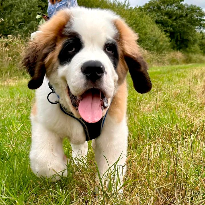 FranklinStBernard