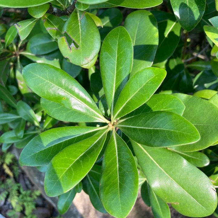 Mukta