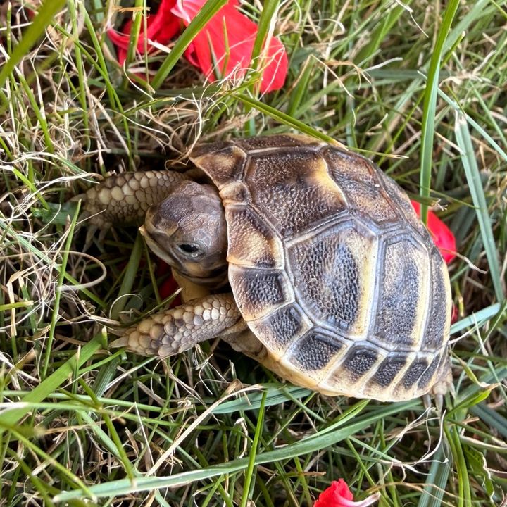 Schildkröten@Familie