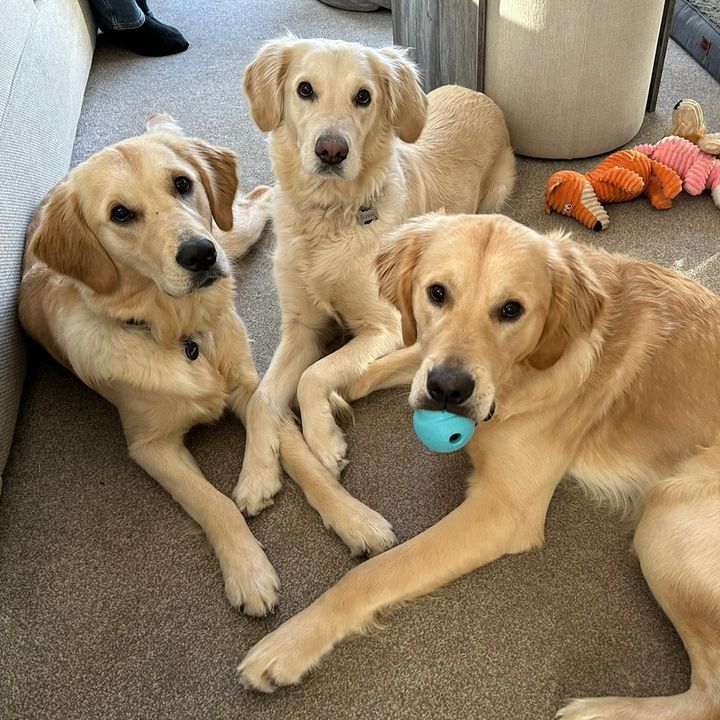 goldensnugglesquad