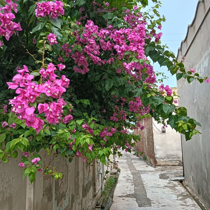 Raja Tauseef