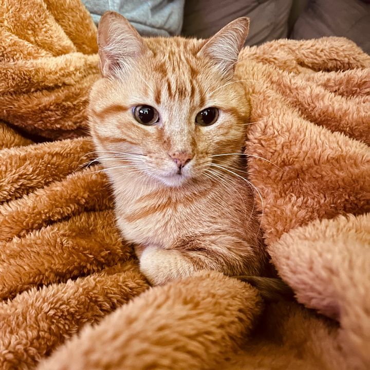Gih e os gatos