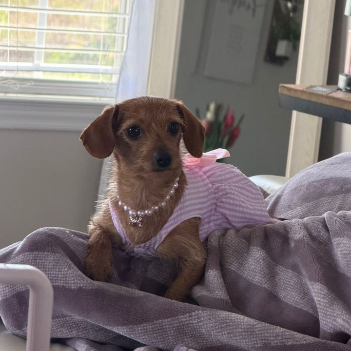 Lily_The Weeni
