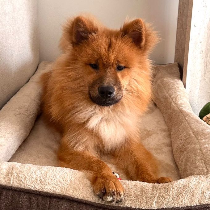 Aïko Eurasier
