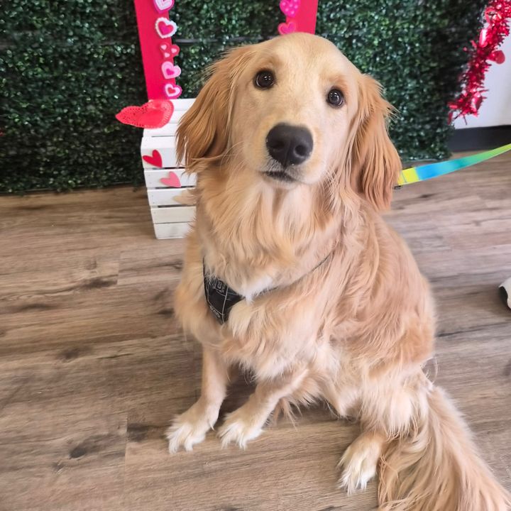 percyxthegolden