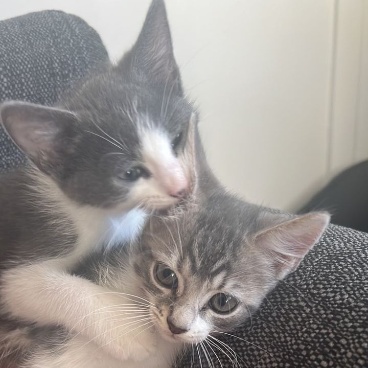 dream kittens