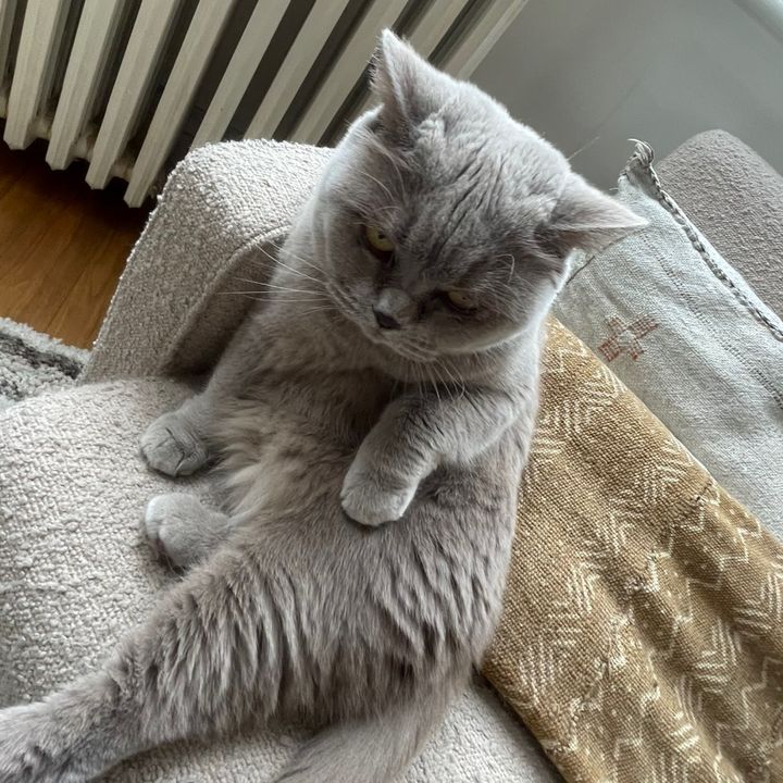 Klippé