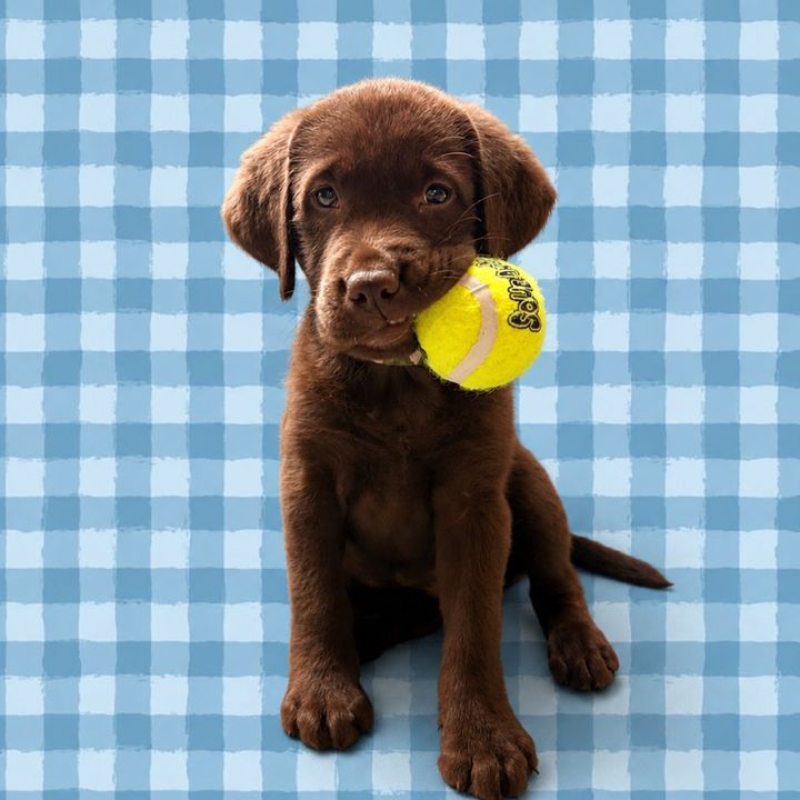 Cooper The Lab