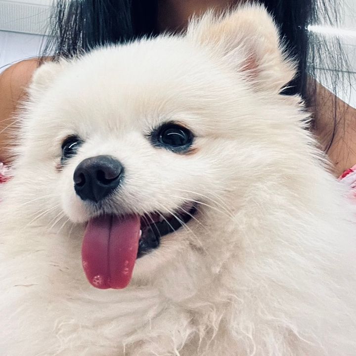 chanel/ dog arteira