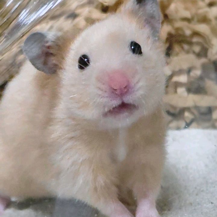キンクマひまわりちゃんねる